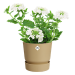 greenville round 14cm golden sand